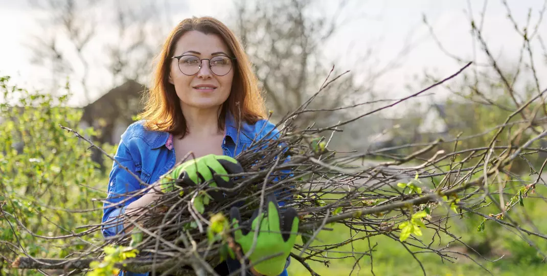 Jak formować koronę drzewa owocowego?